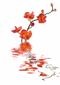 Orchid&eacute;es &eacute;clatantes pour un amour rayonnant